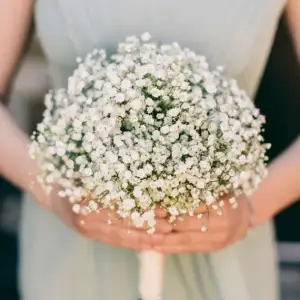 Ramo de novia paniculata