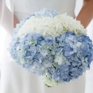 Ramo de novia hortensia blanca y azul