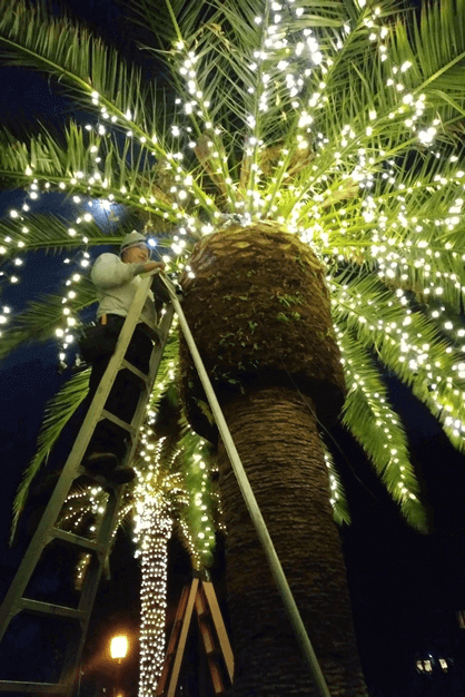 Christmas & Landscape Lighting Installation