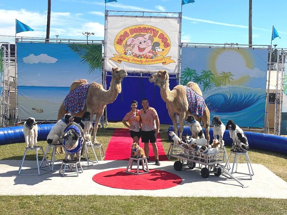 Happy Pigs – Hog Diggity Dog Show