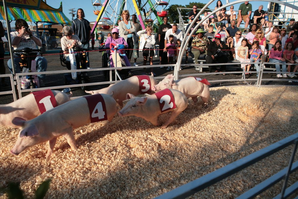 Show-Me Swine Racers