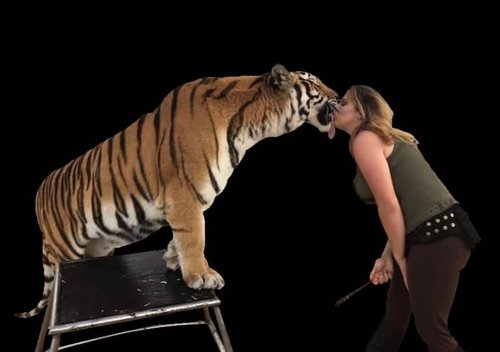 Tiger Encounter Show