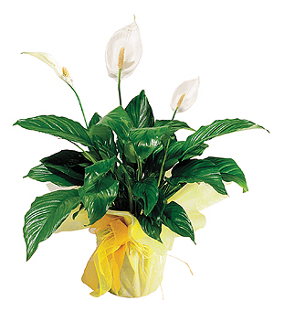 Spatiphyllum