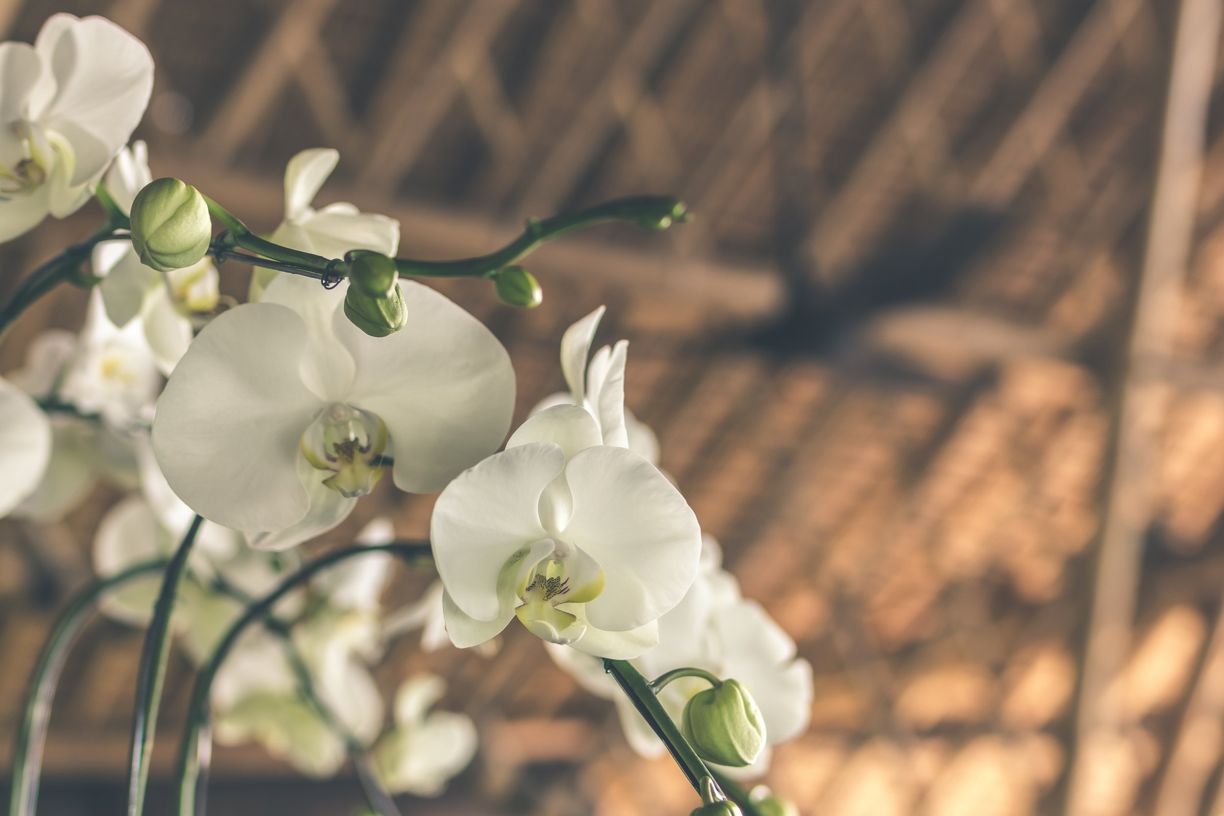 Alquiler de Plantas y Mobiliario para Eventos