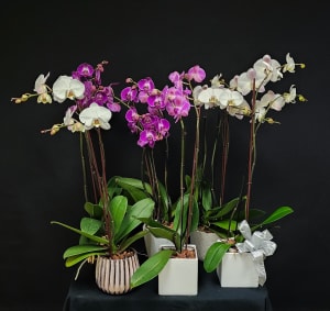 Live Plants