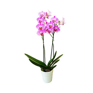 Duo de Orquídea Phalaenopsis Rosa
