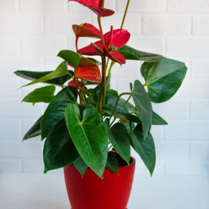 Anthurium