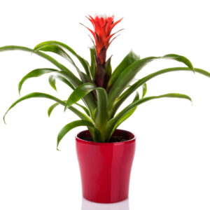 Bromelia