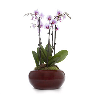 Centro de Orquideas Phalaenopsis