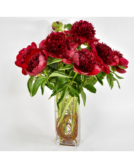 Deep Red Peony Paradise