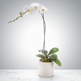 Single Stem Orchid By BloomNation™