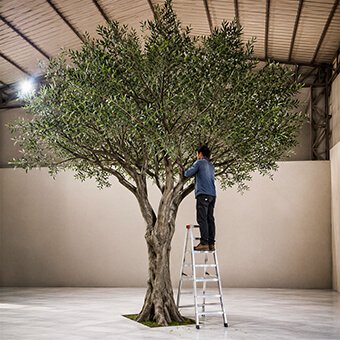 20ft Tall Realistic Giant Tree | Green Olive Tree | ModTree™ Flagship Collection