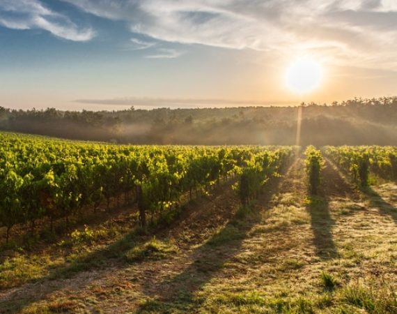 Journée découverte Dordogne ou vignoble de Saint-Émilion