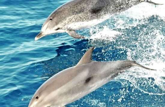 Avistamiento de delfines y mercado de 5 horas en Puerto de Mogán