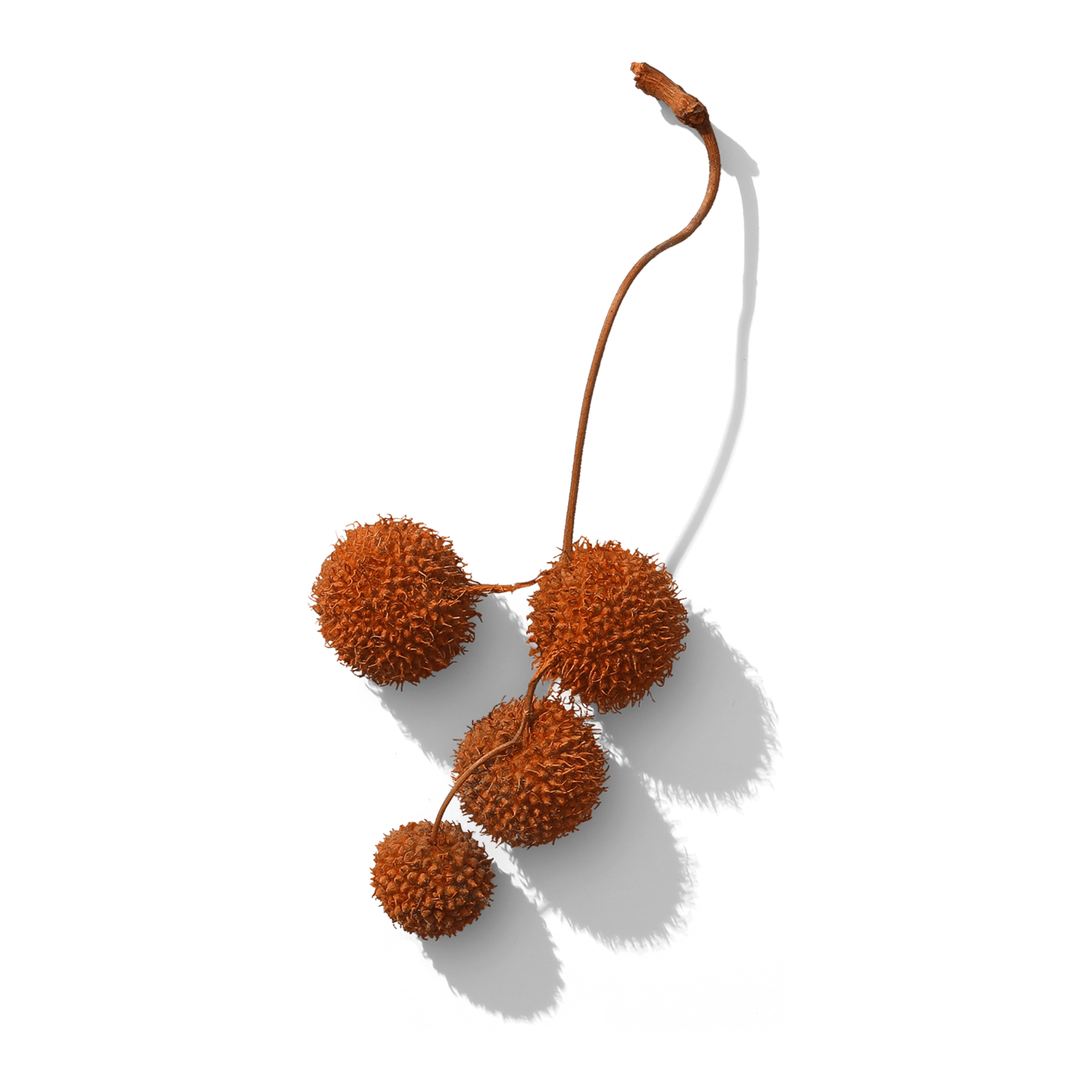 Blumenabo Medium