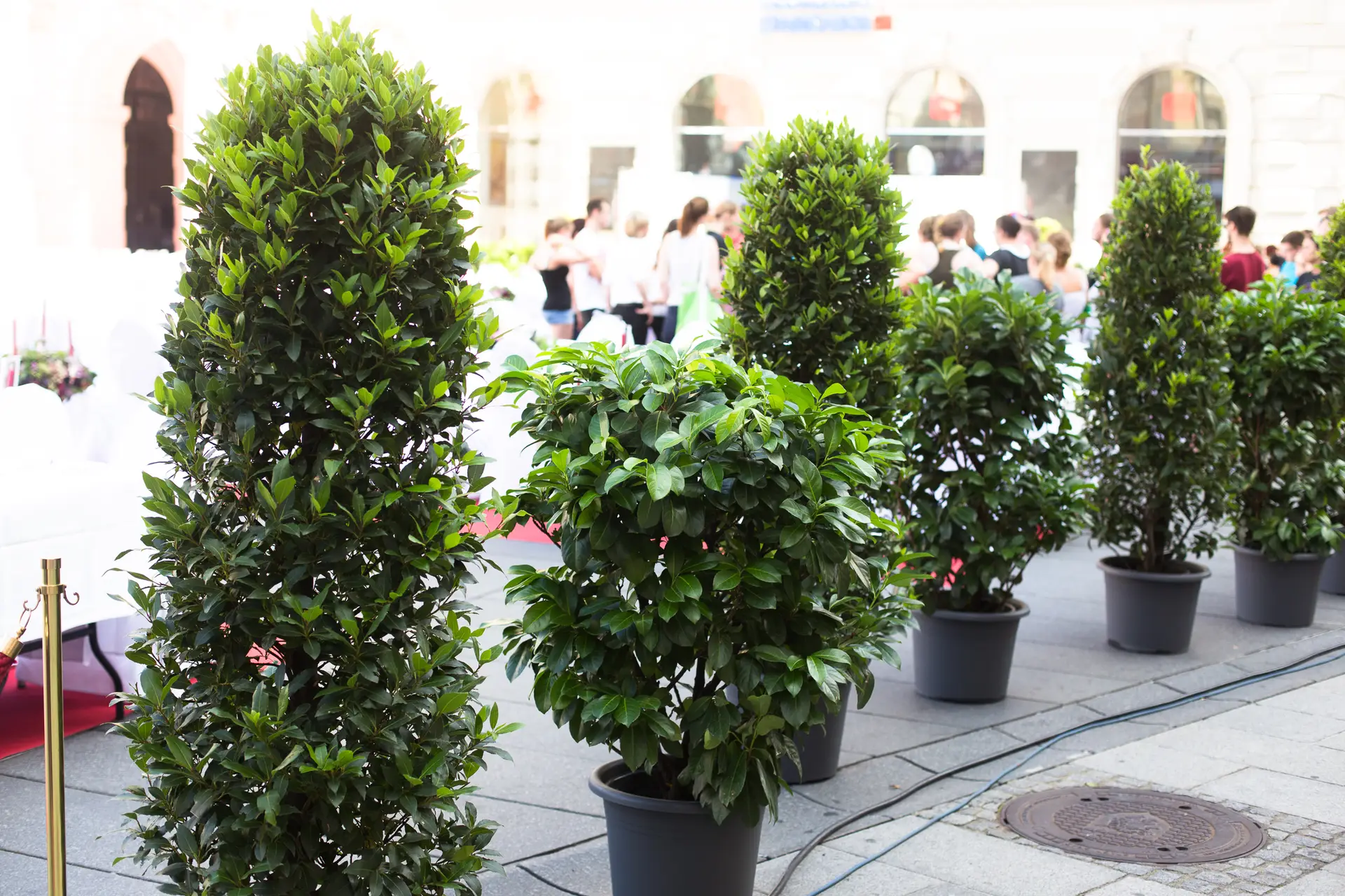 Blumen für Events & Raumdekoration