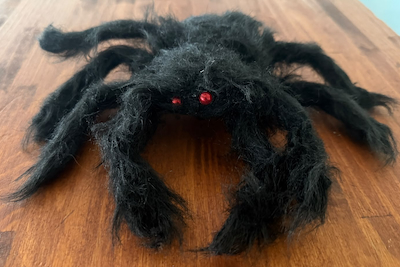 Große schwarze Spinne