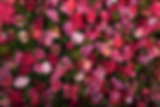 Blumenwand "Sri Lanka"
