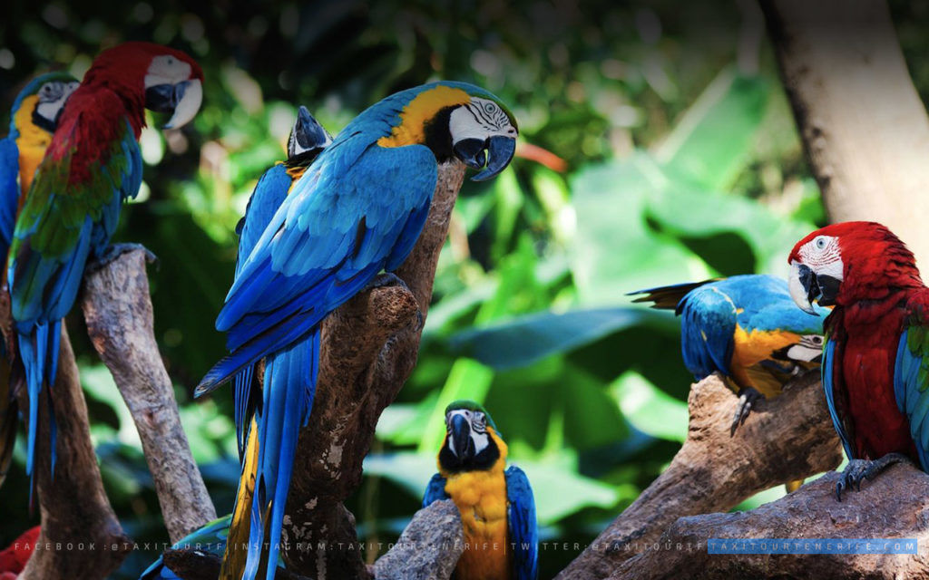 Tour 01 – Loro Parque / Parque Zoológico
